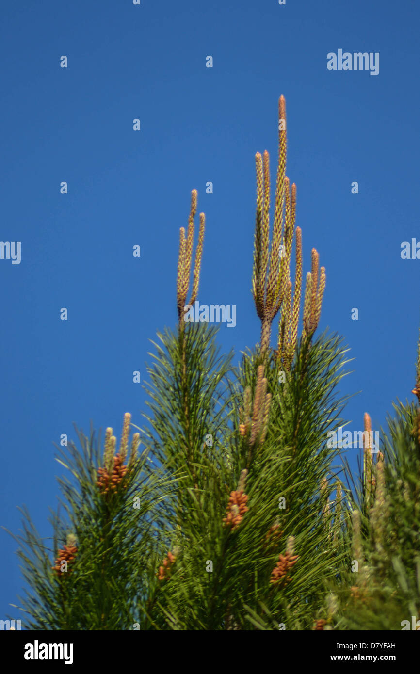 Blooming pine tree Stock Photo Alamy