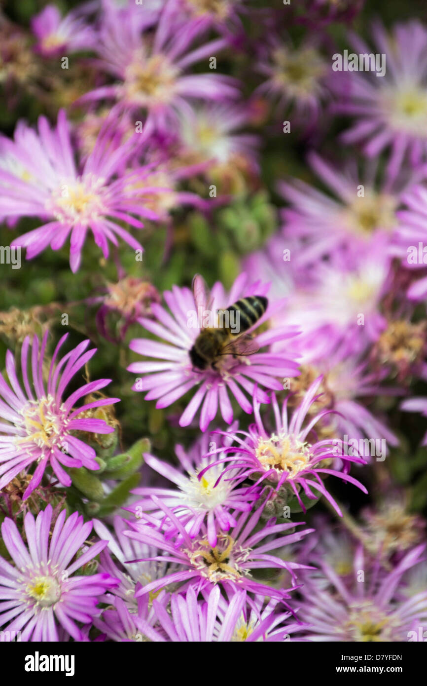 Pink flowers at the beach hi-res stock photography and images - Alamy