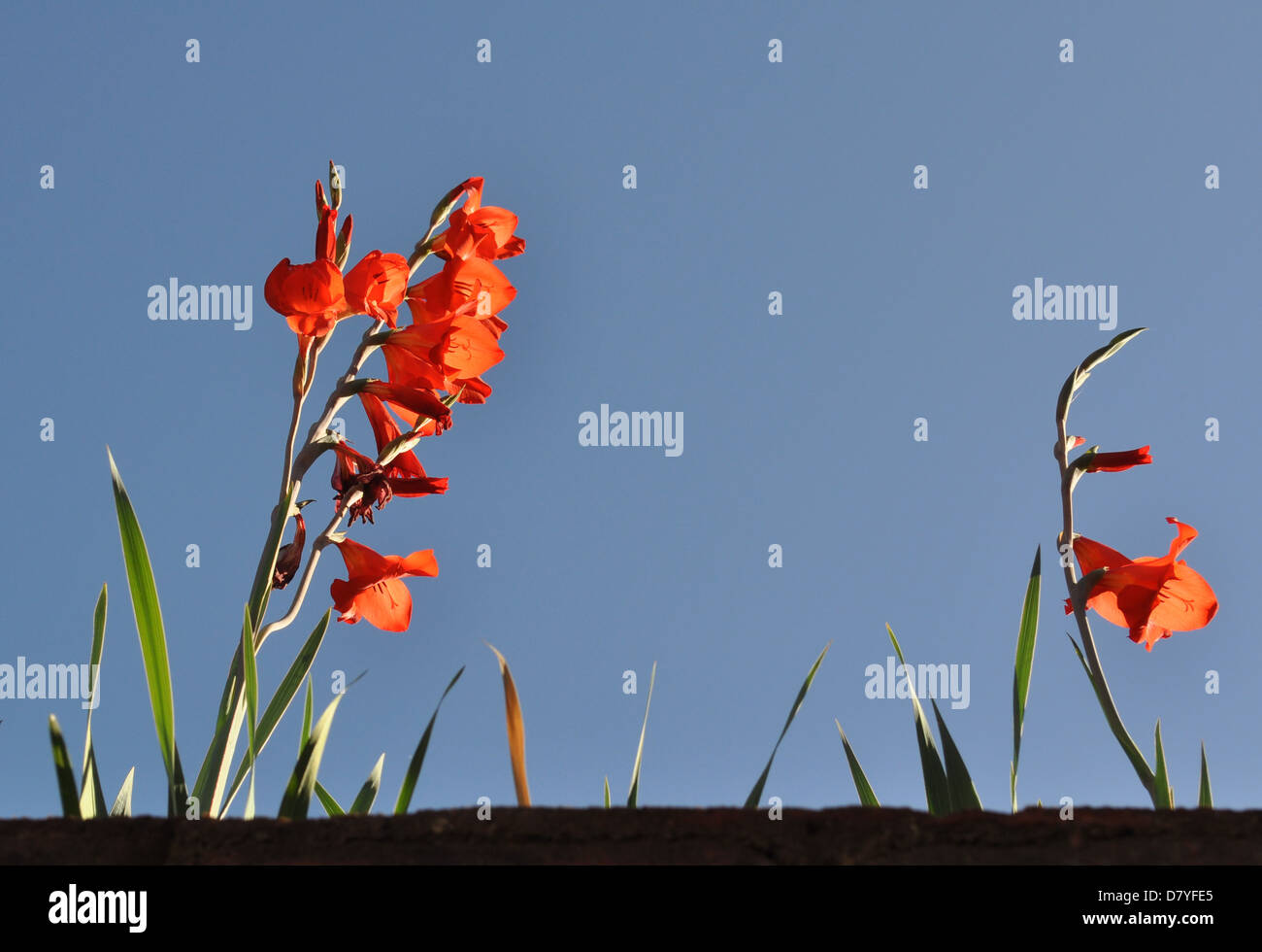 Gladiolus flowers Stock Photo
