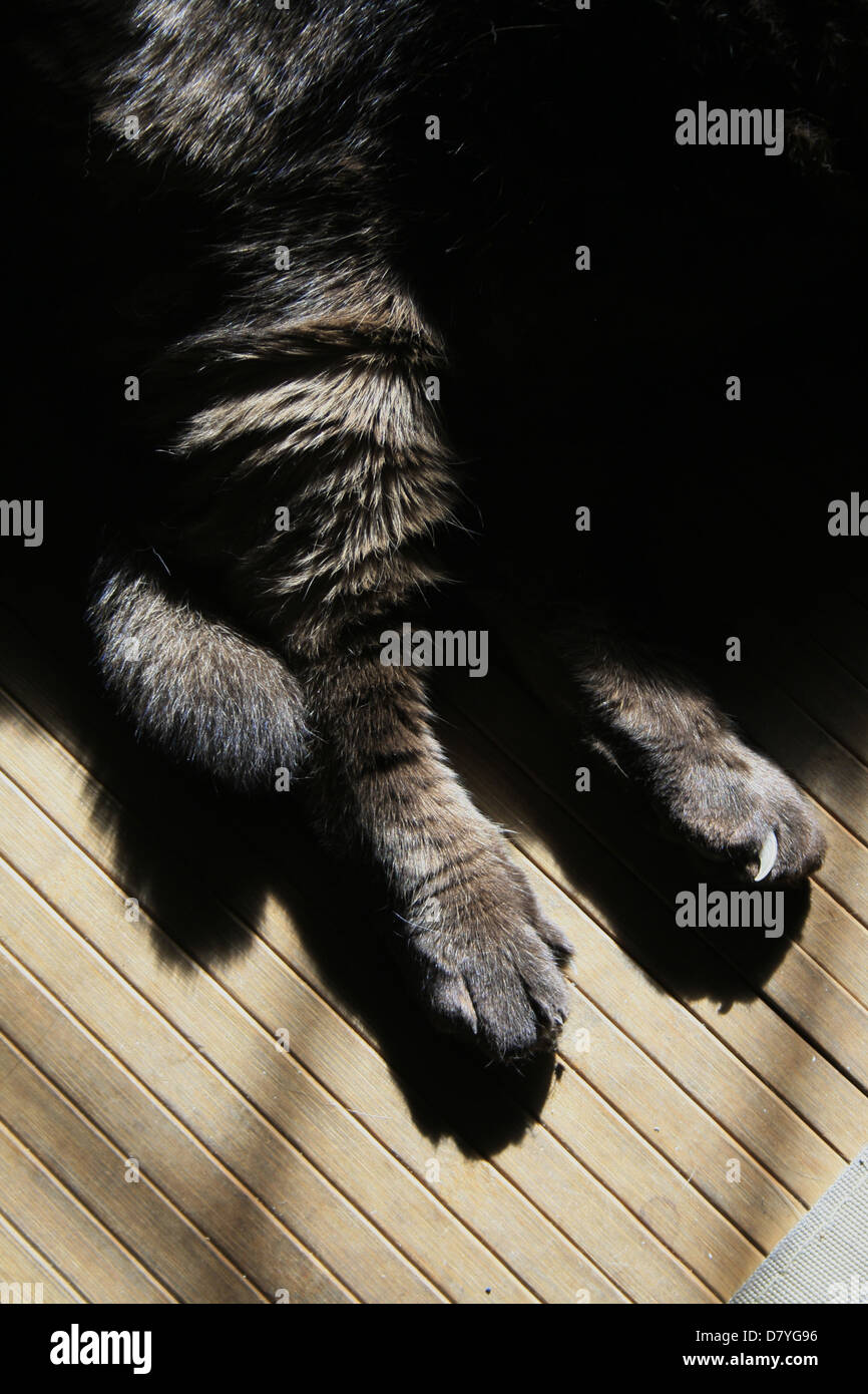 cat sitting on mat in room in house Stock Photo - Alamy