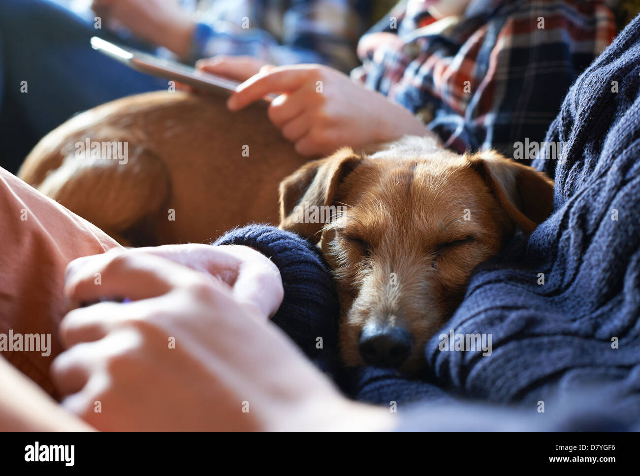 Dog sleeping on owners’ laps Stock Photo
