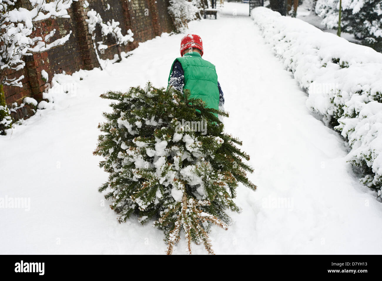 Boy dragging Christmas tree down street Stock Photo