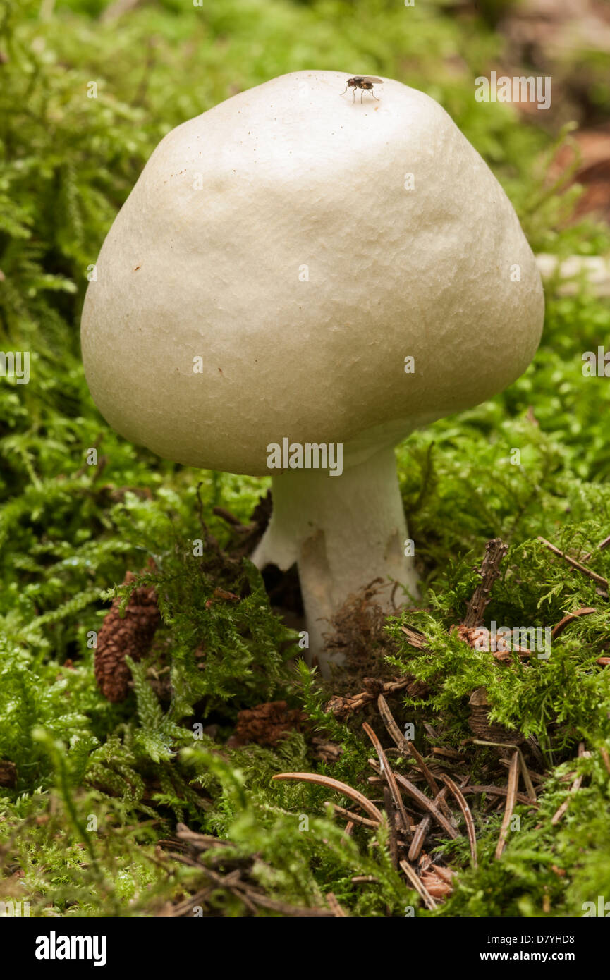 Yellow-staining Mushroom, 'Agaricus xanthodermus' Stock Photo