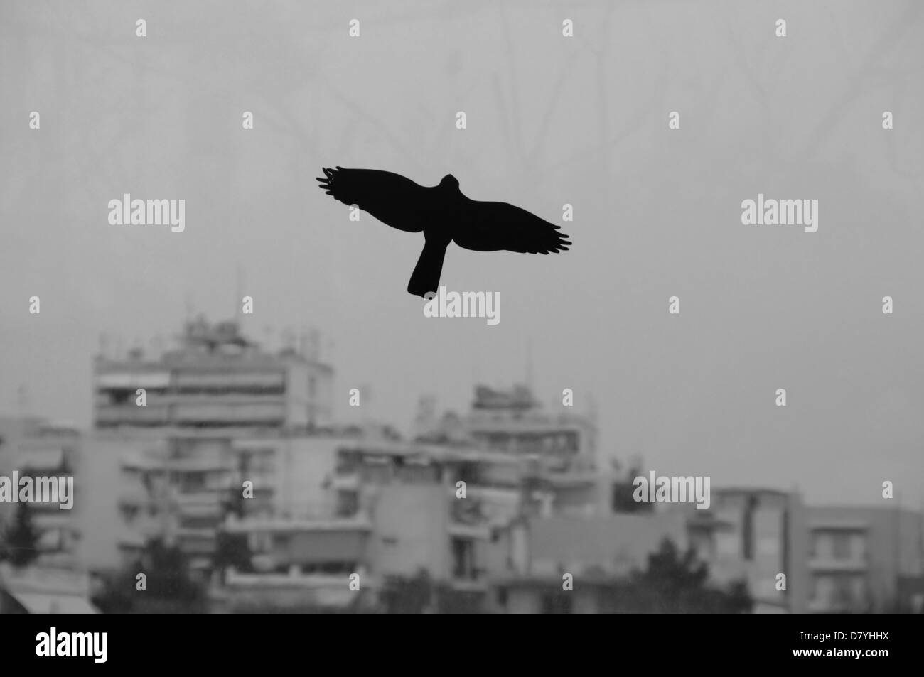 Black bird flying over moody city sky. Silhouette on stained glass of highway barrier. Stock Photo