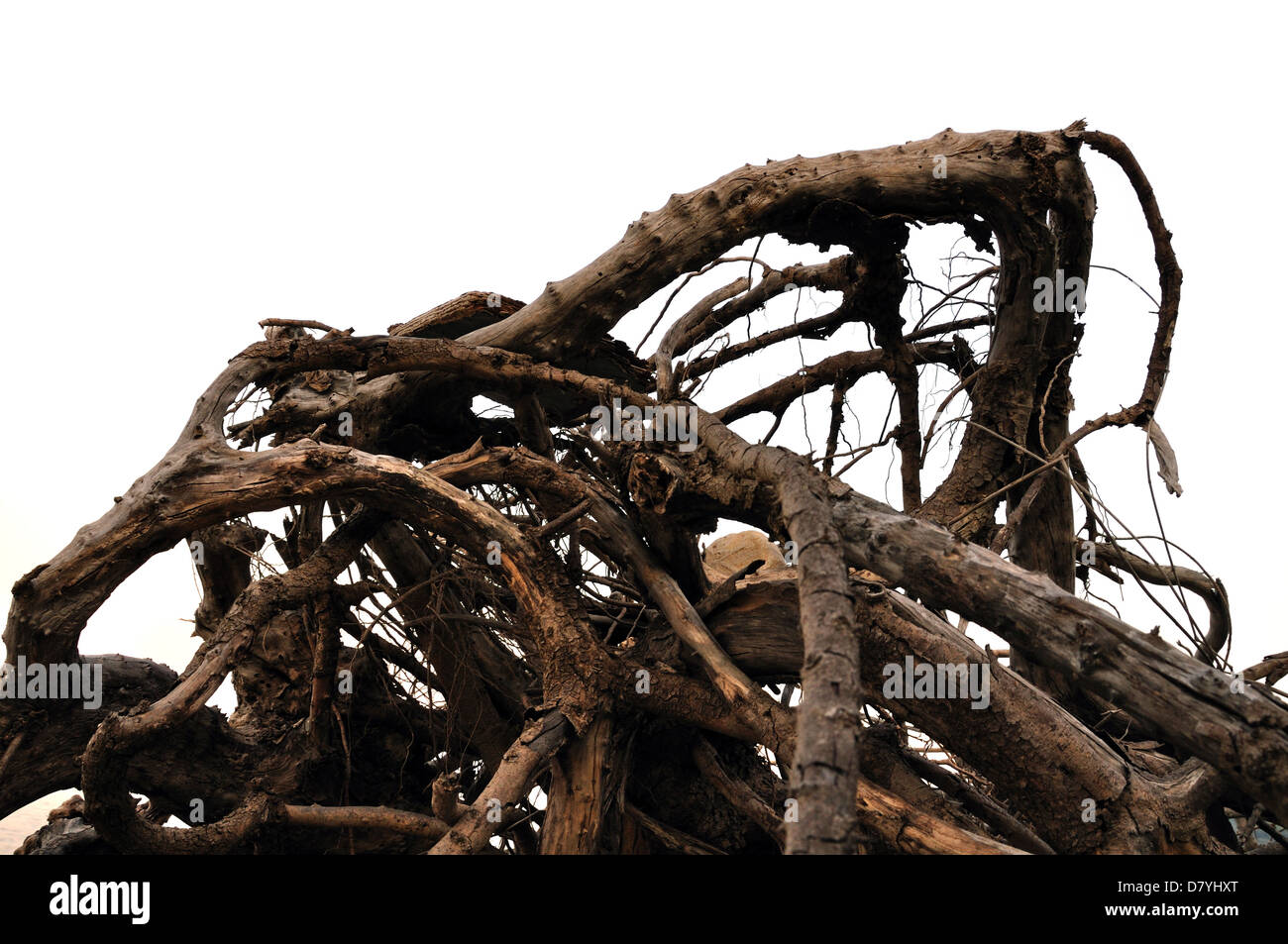 Tangled driftwood washed ashore. Distorted tree branches abstract background. Stock Photo