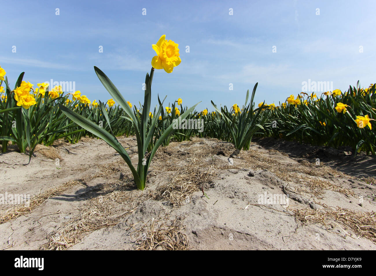 Daffodil fields in Keukenhof, The Netherlands Stock Photo Alamy