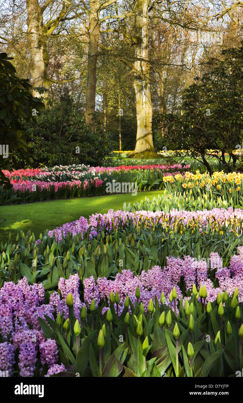 Park with colorful tulips, daffodils and hyacinths in spring Stock Photo Alamy