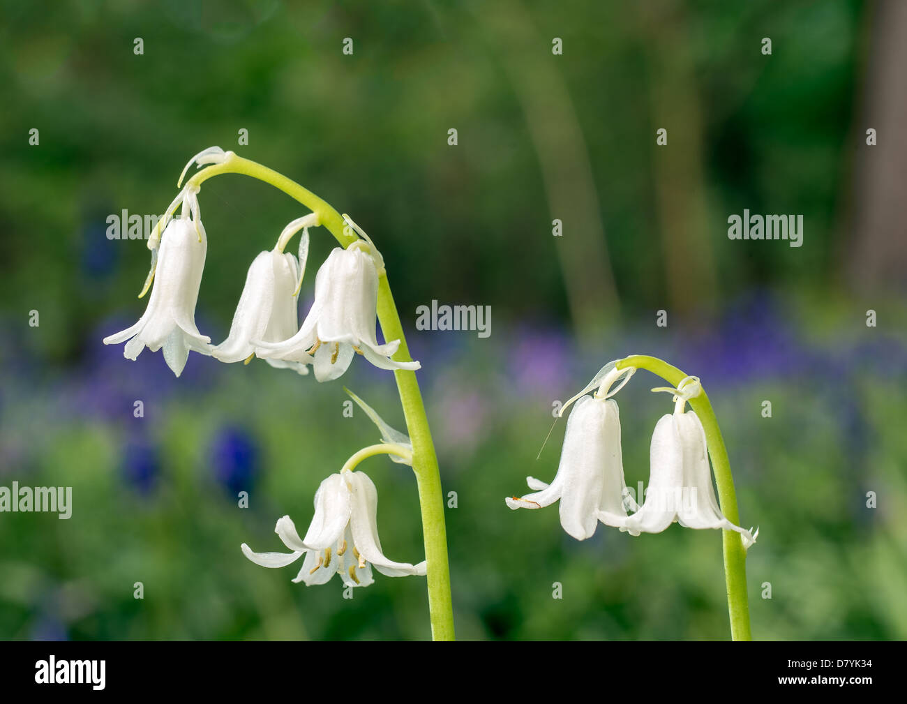 White bluebells amongst a sea of blue bluebells, the first sign of springtime, in an english woodland. Stock Photo