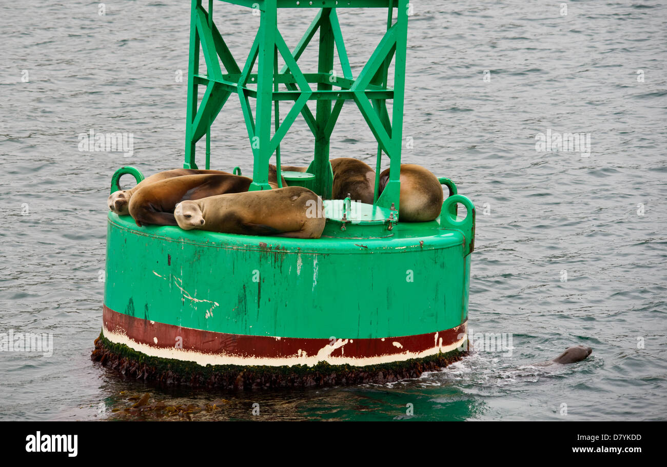 Californian Sea Lions on a buoy in the harbour Stock Photo