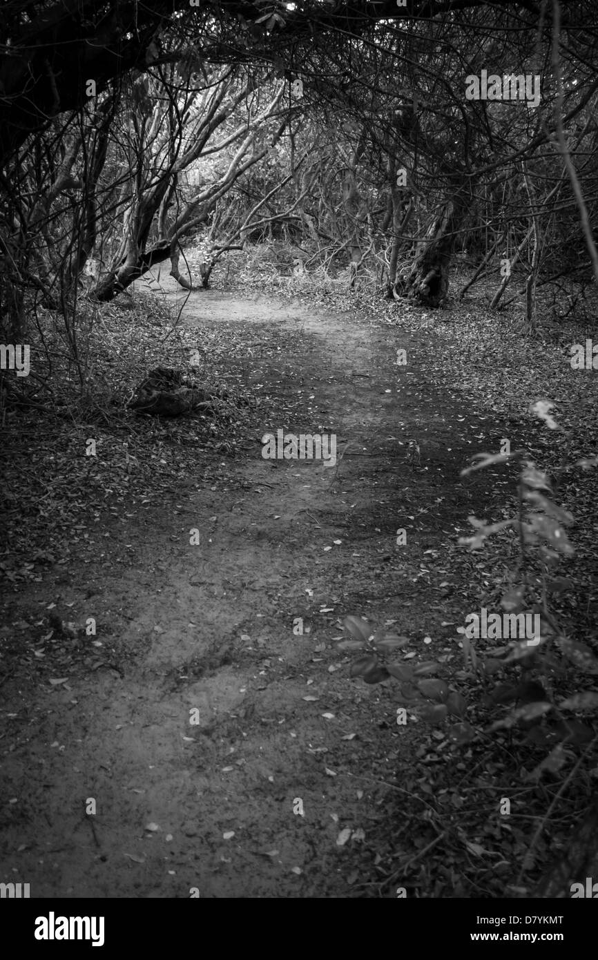A dark black and white view into a enclosed pathway in the bush, with ...