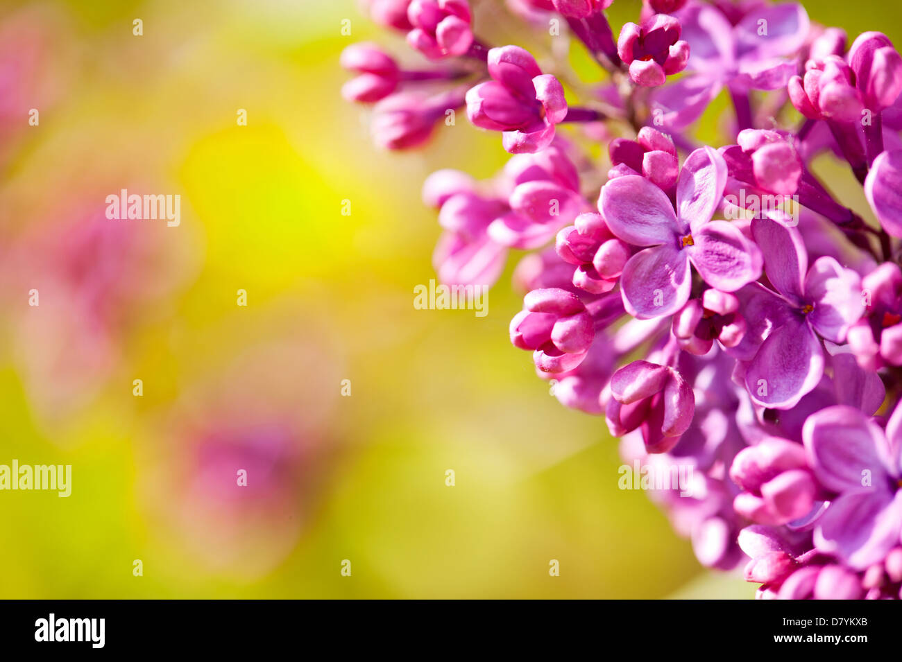 Pink Syringa or lilac flowerets macro Stock Photo