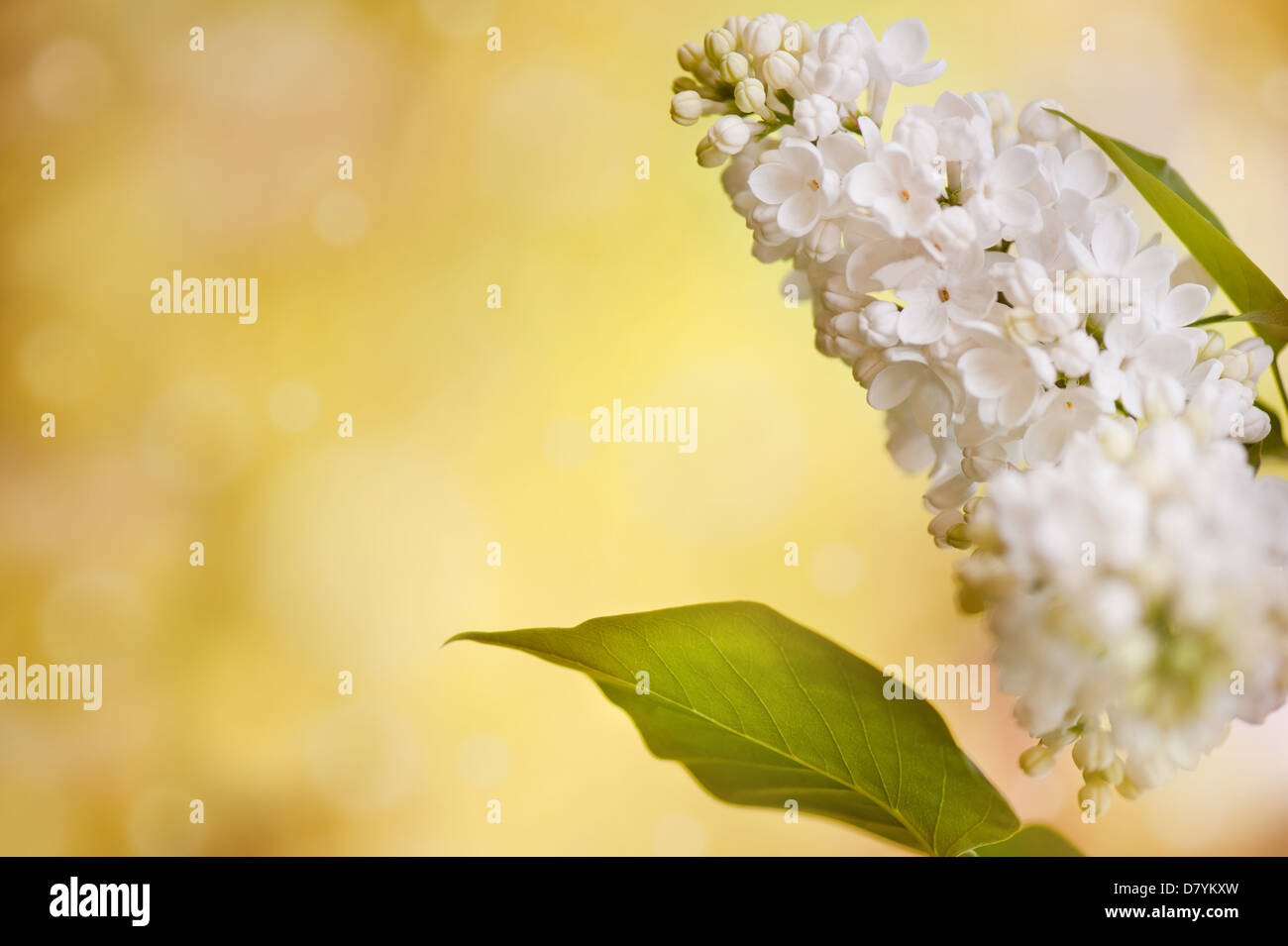 White Syringa vulgaris or lilac flowers Stock Photo