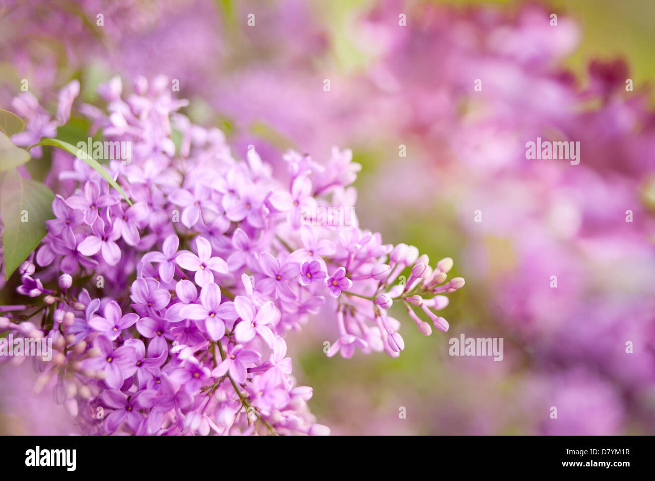 Syringa vulgaris or lilac pink flowers Stock Photo