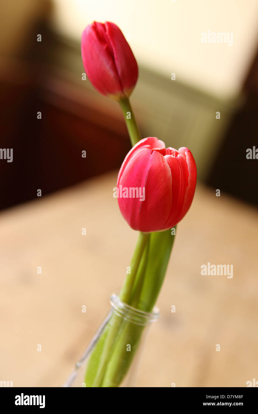 Red tulip in glass vase Stock Photo Alamy
