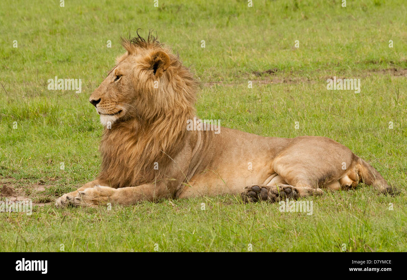 Portrait of a young majestic male lion (Panthera leo) looking across the marsh at the Masai Mara National Reserve, Kenya, Africa Stock Photo