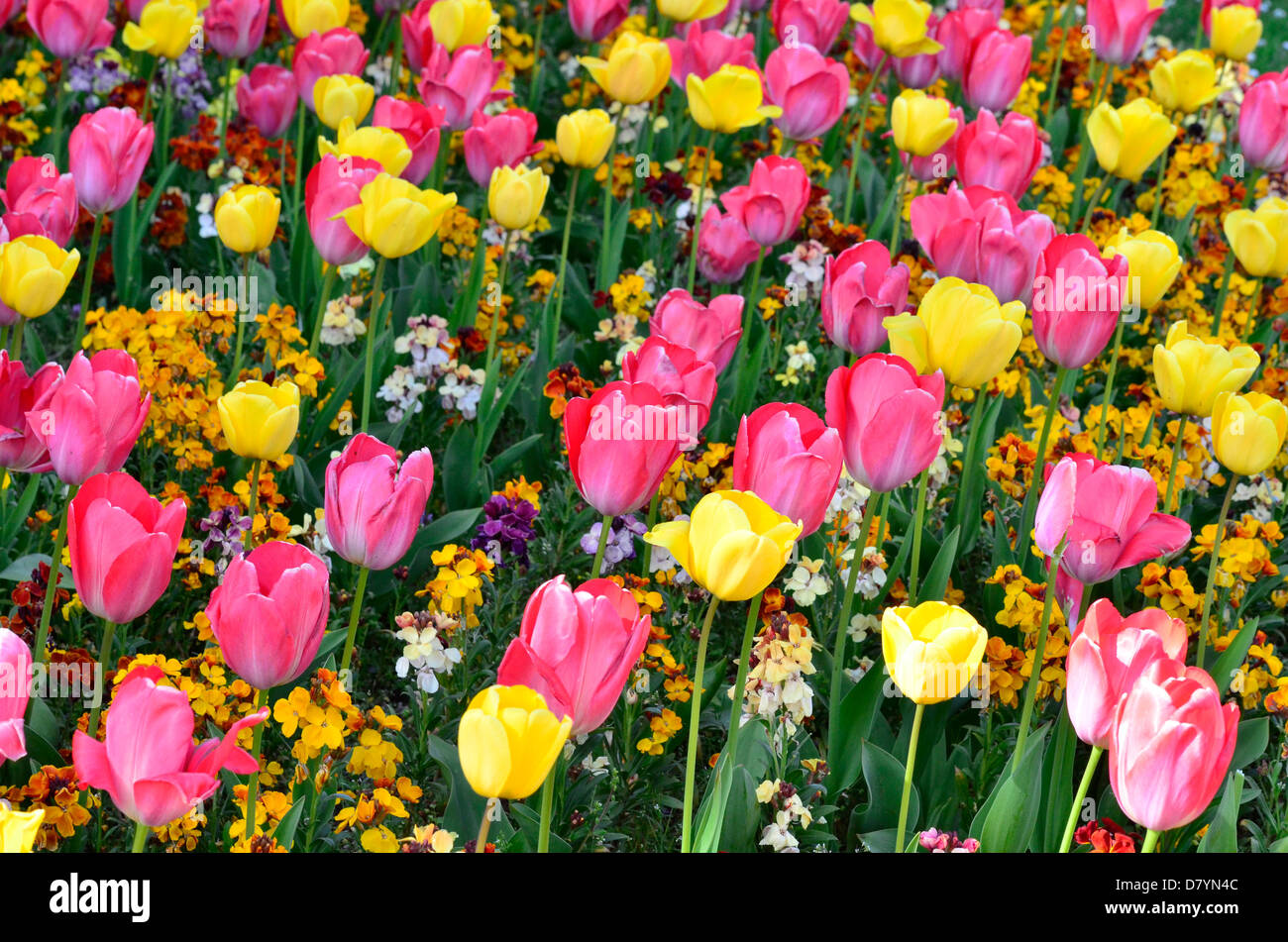 Brightly colored tulips seen in full bloom in the City of Bristol UK. Stock Photo