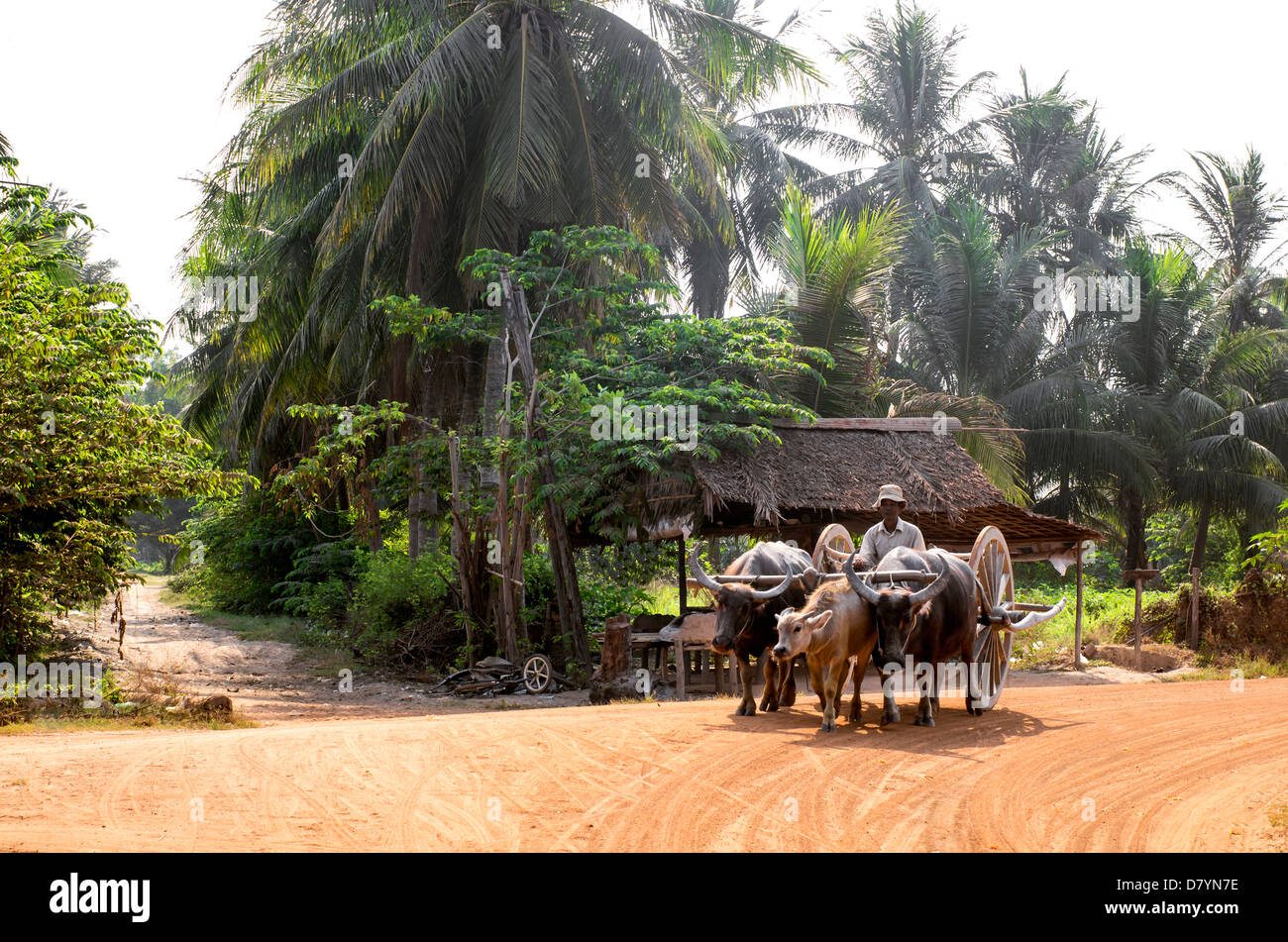 Water Buffalo Cart. Siem Reap Provonce. Cambodia Stock Photo