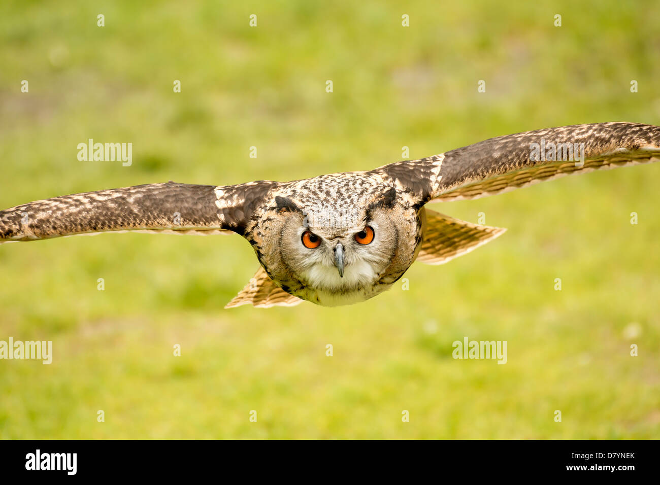 picture of a flying eagle owl Stock Photo