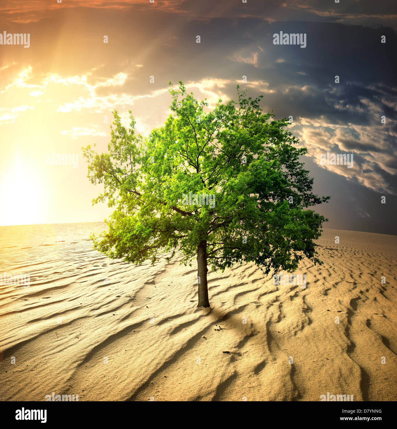Green tree in the desert at sunset Stock Photo