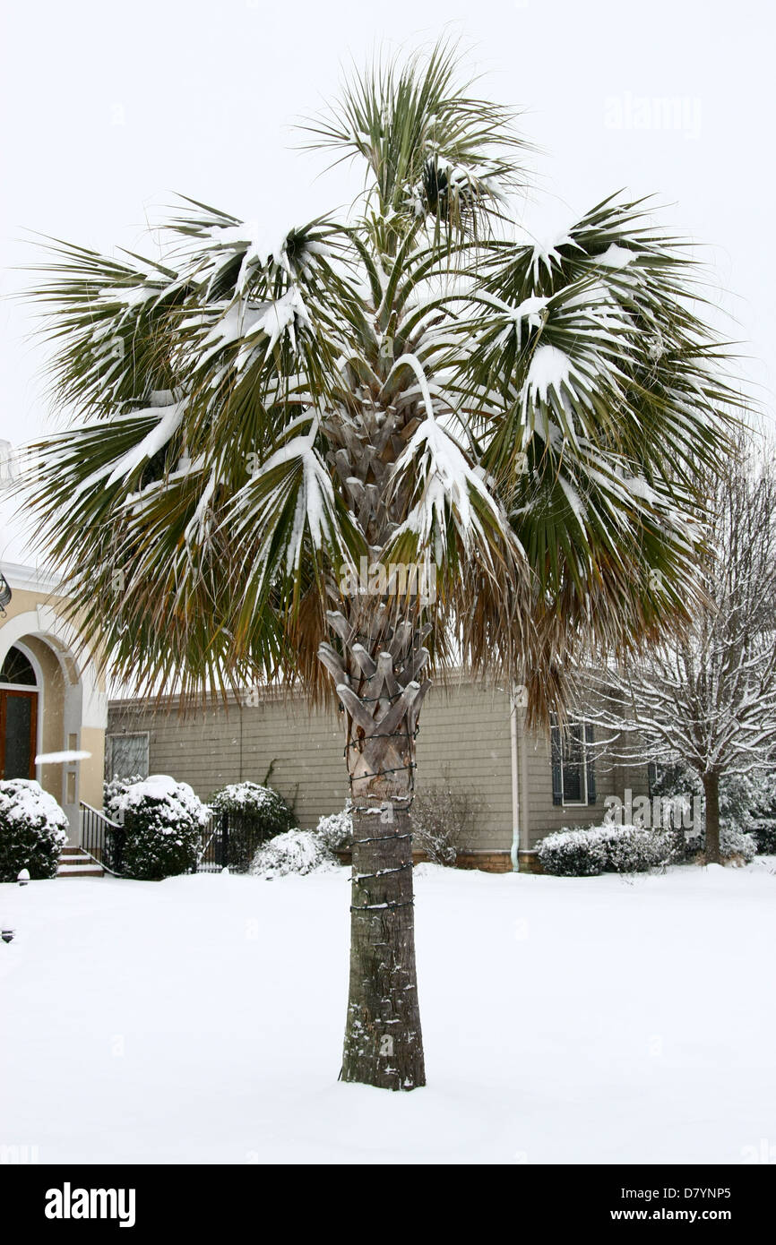 A Sabal Palmetto palm tree bends with snow during a rare snow storm in 2011 in Simpsonville, South Carolina, USA Stock Photo