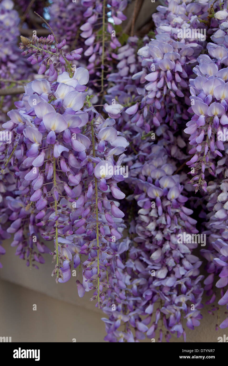Wisteria in bloom in Charleston, SC, USA Stock Photo Alamy