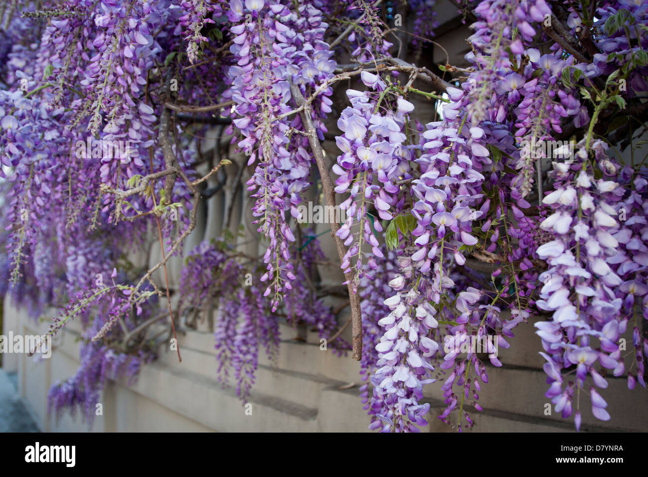 Wisteria in bloom in Charleston, SC, USA Stock Photo Alamy