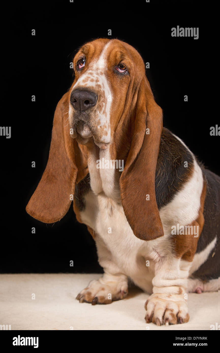 Adult tri-coloured basset hound sitting, looking sad Stock Photo