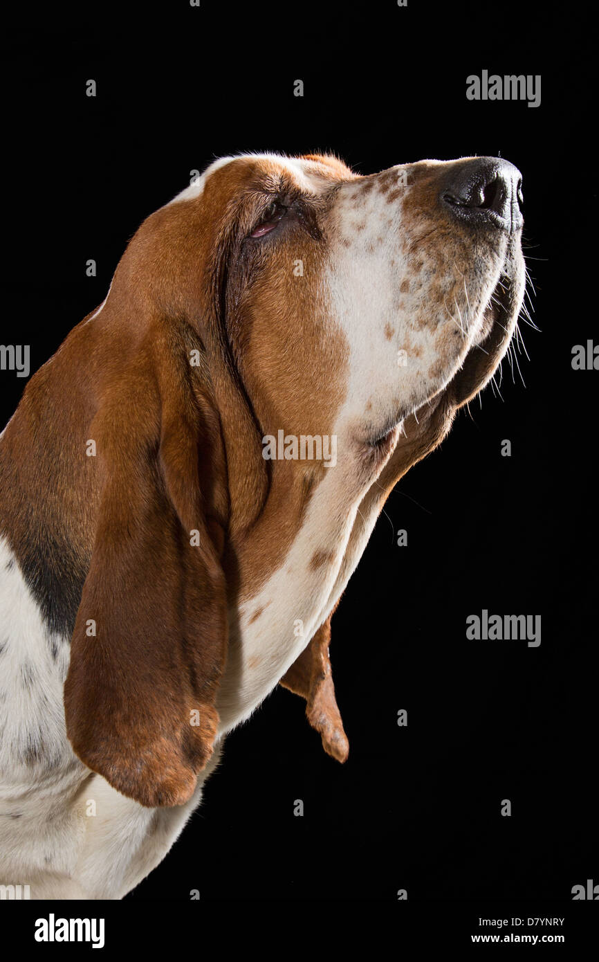 Close-up of an adult tri-coloured basset hound sniffing the air Stock Photo