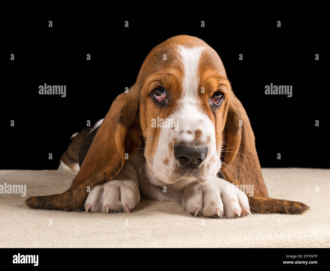 Tri-coloured Basset hound puppy lying down looking sad Stock Photo