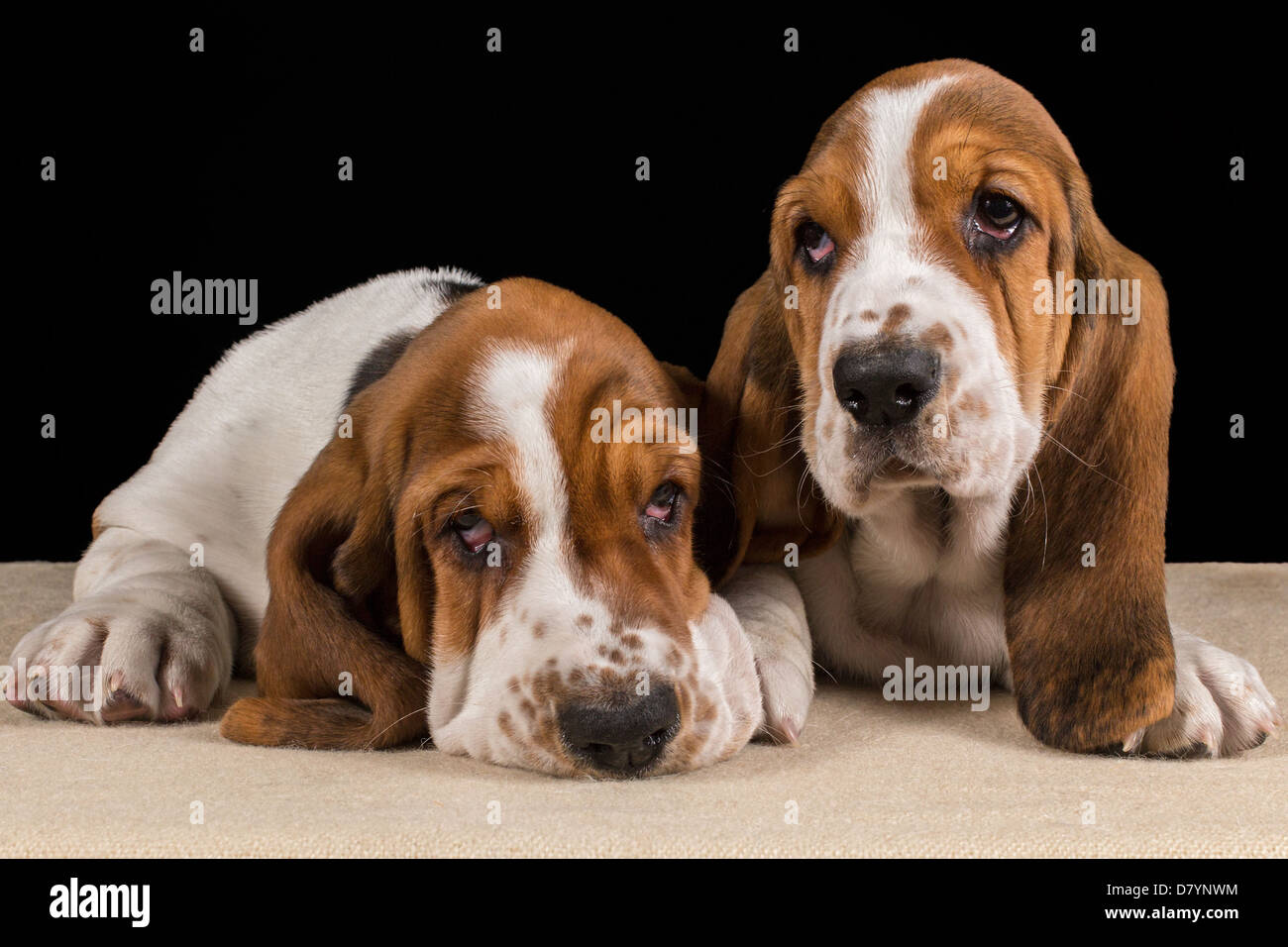 Two tri-coloured Basset hound puppies lying down looking sad Stock Photo