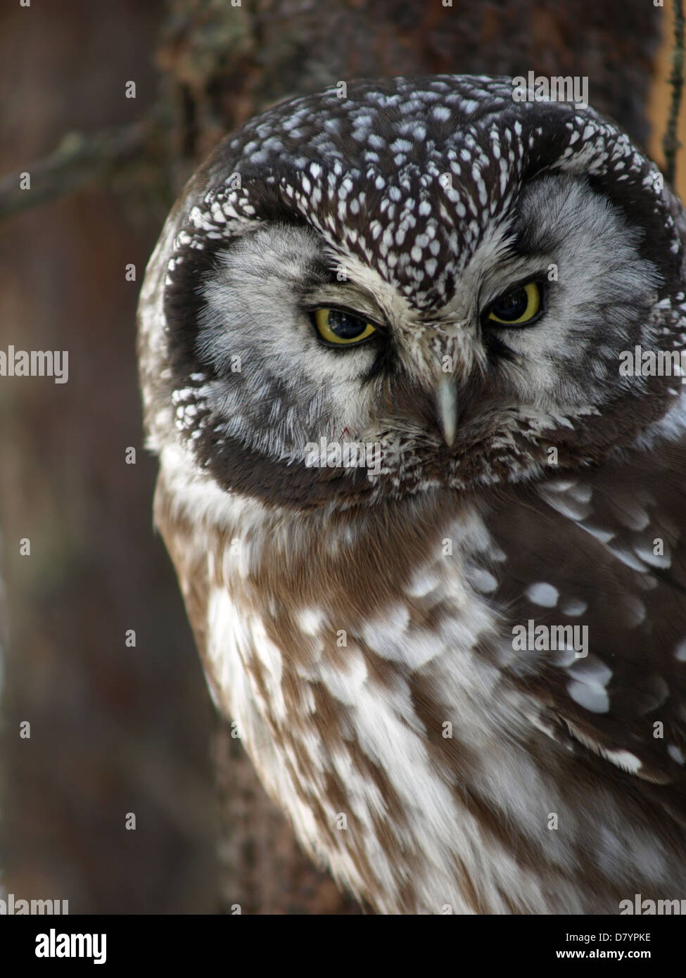 Owl boreal forest hi-res stock photography and images - Alamy