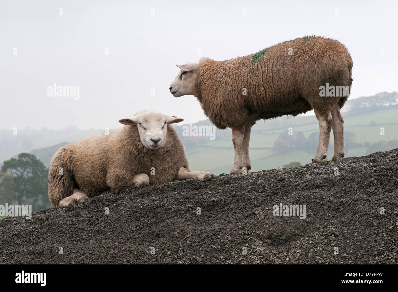 2 farm animals (sheep) on mound of stones next to each other, 1 lying & staring at camera & one standing up by her side - North Yorkshire, England, UK Stock Photo