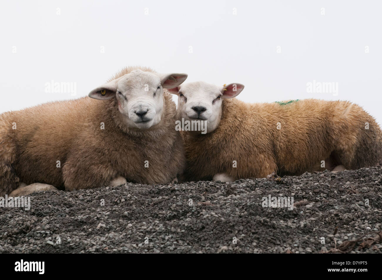 Sheep with two heads hires stock photography and images Alamy