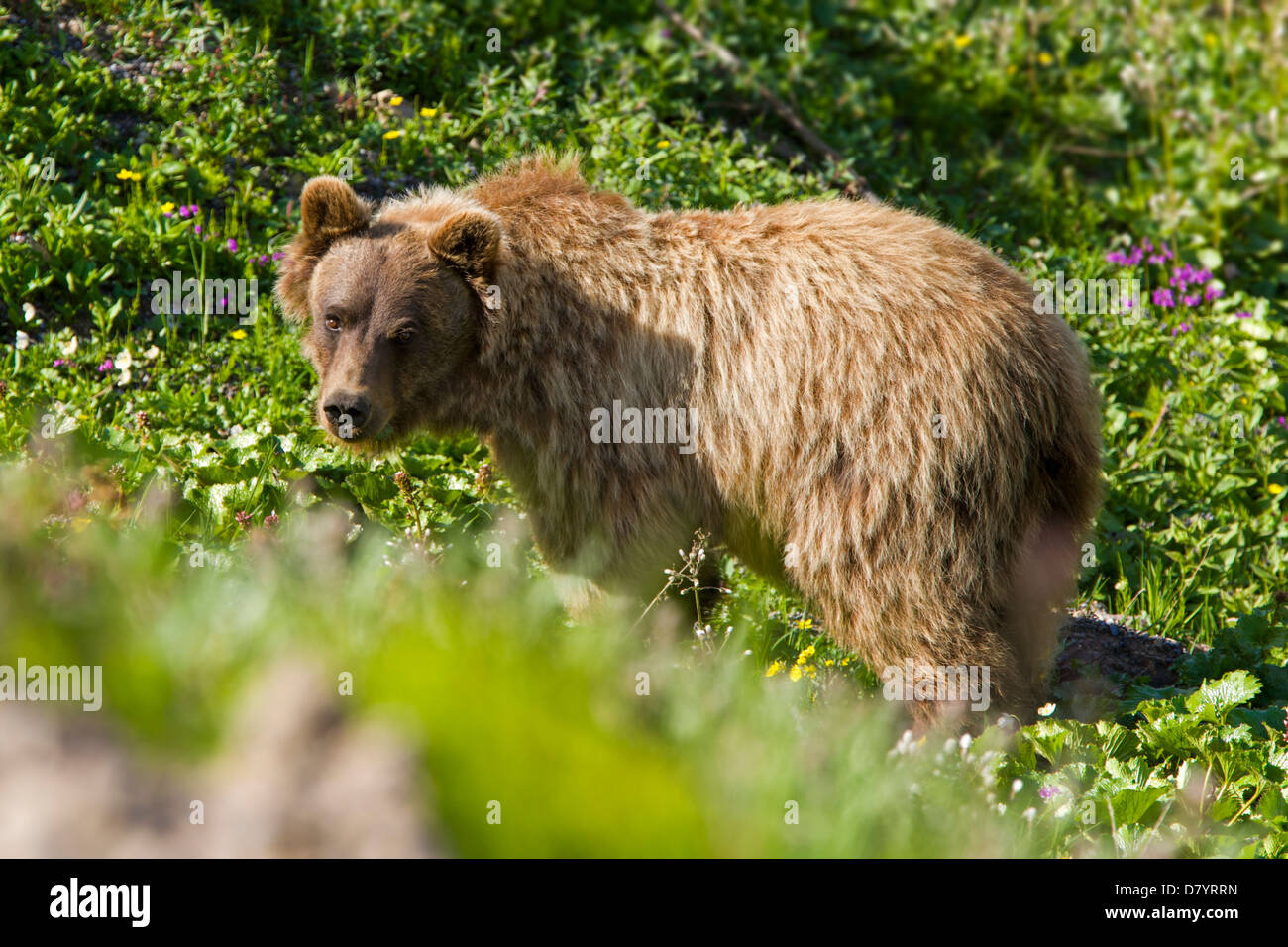 Grizzly bear (Ursus arctos horribilis) near Stony Dome, Denali National Park, Alaska, USA Stock Photo