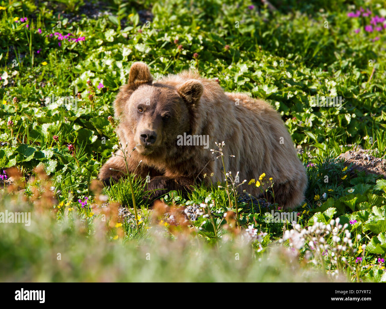 Grizzly bear (Ursus arctos horribilis) near Stony Dome, Denali National Park, Alaska, USA Stock Photo