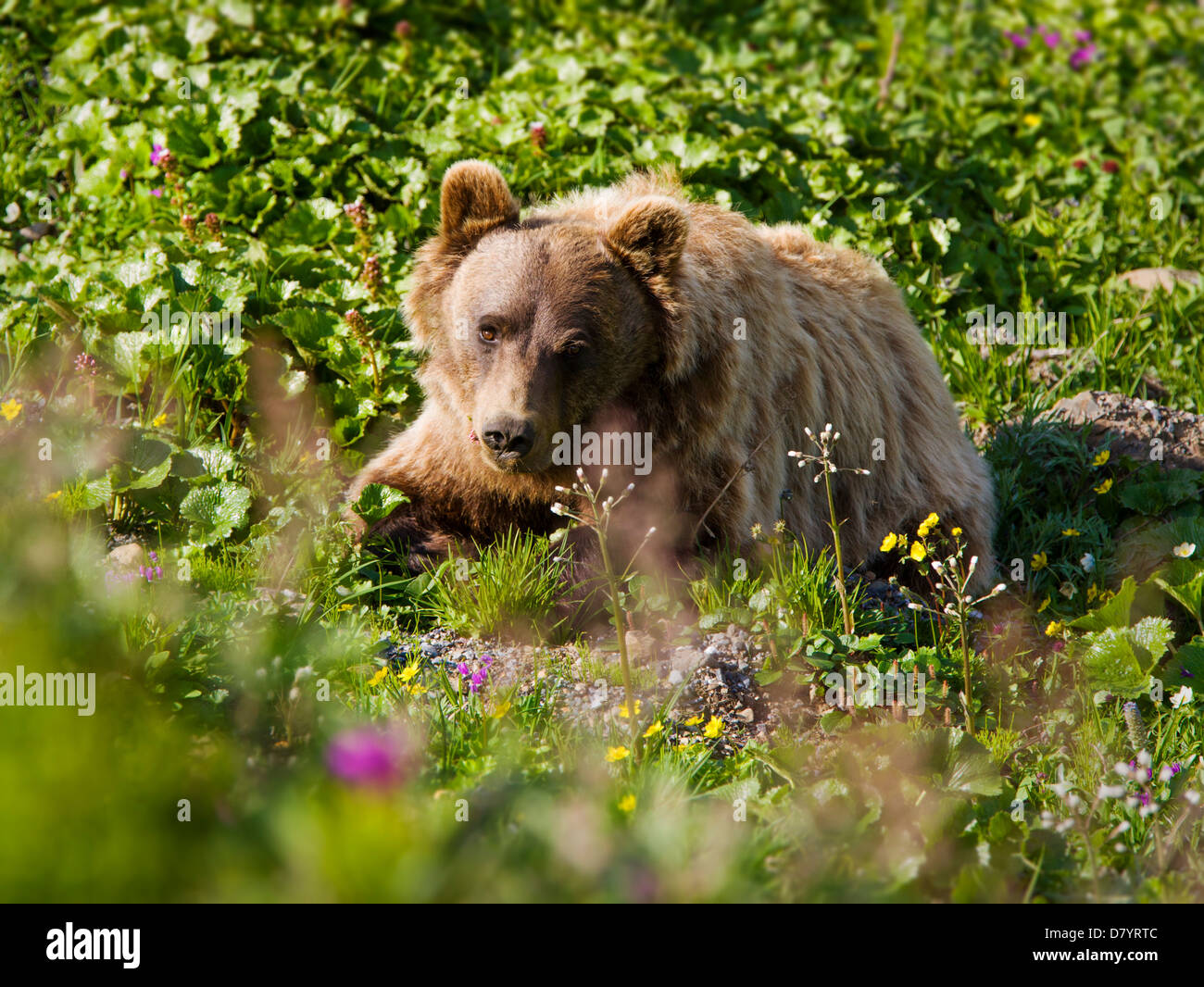 Grizzly bear (Ursus arctos horribilis) near Stony Dome, Denali National Park, Alaska, USA Stock Photo