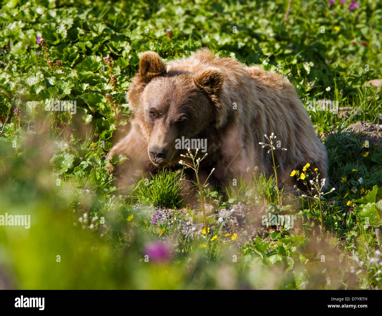 Grizzly bear (Ursus arctos horribilis) near Stony Dome, Denali National Park, Alaska, USA Stock Photo