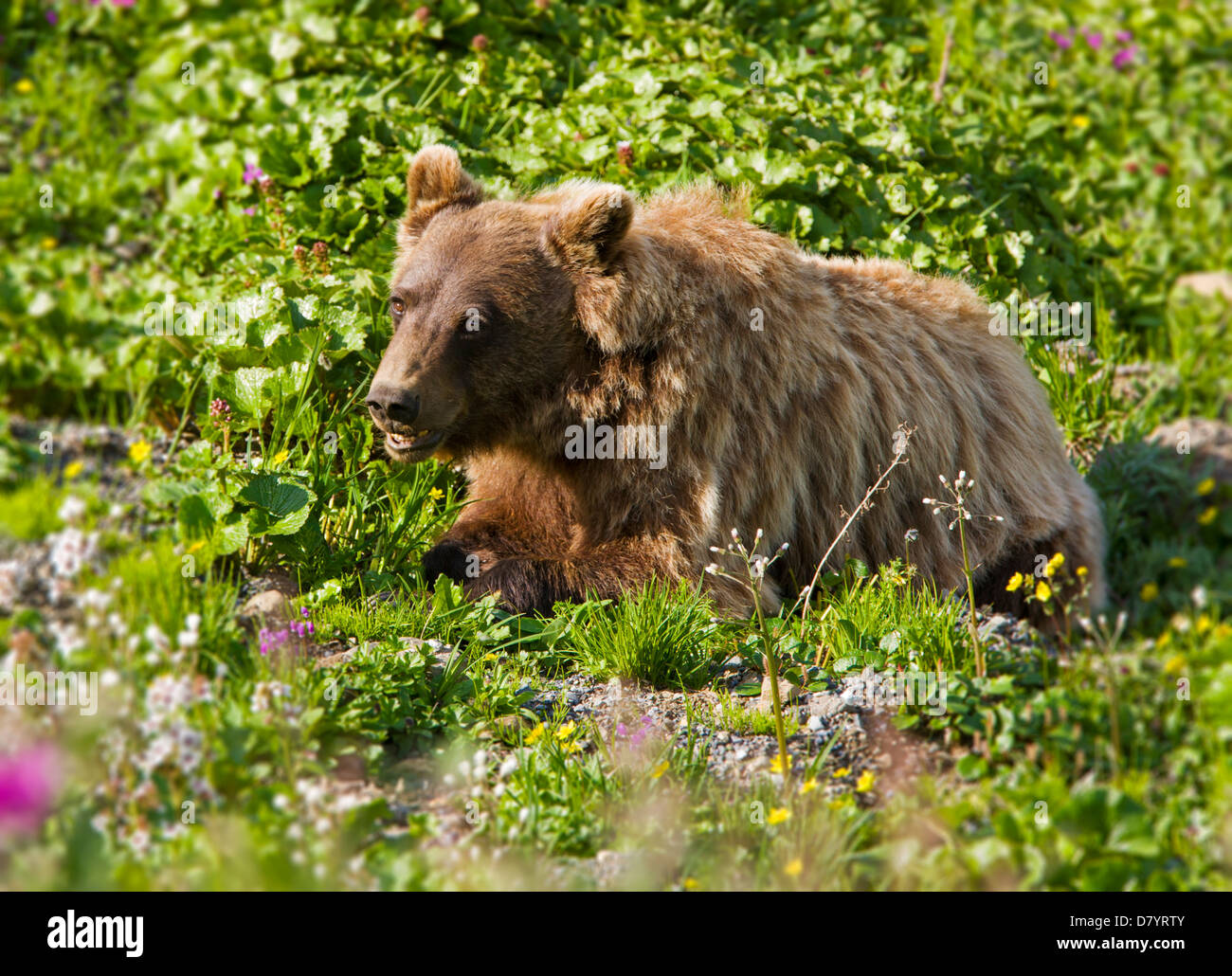 Grizzly bear (Ursus arctos horribilis) near Stony Dome, Denali National Park, Alaska, USA Stock Photo