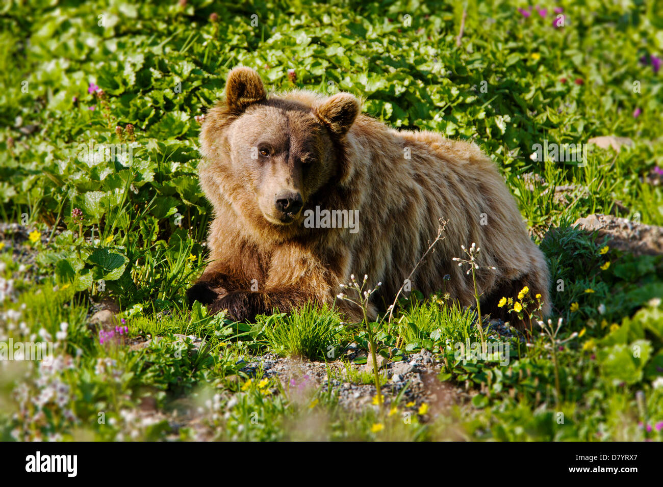 Grizzly bear (Ursus arctos horribilis) near Stony Dome, Denali National Park, Alaska, USA Stock Photo