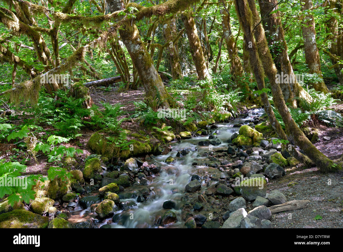 Primeval rain forest with mossed ground, stones and a brook Stock Photo