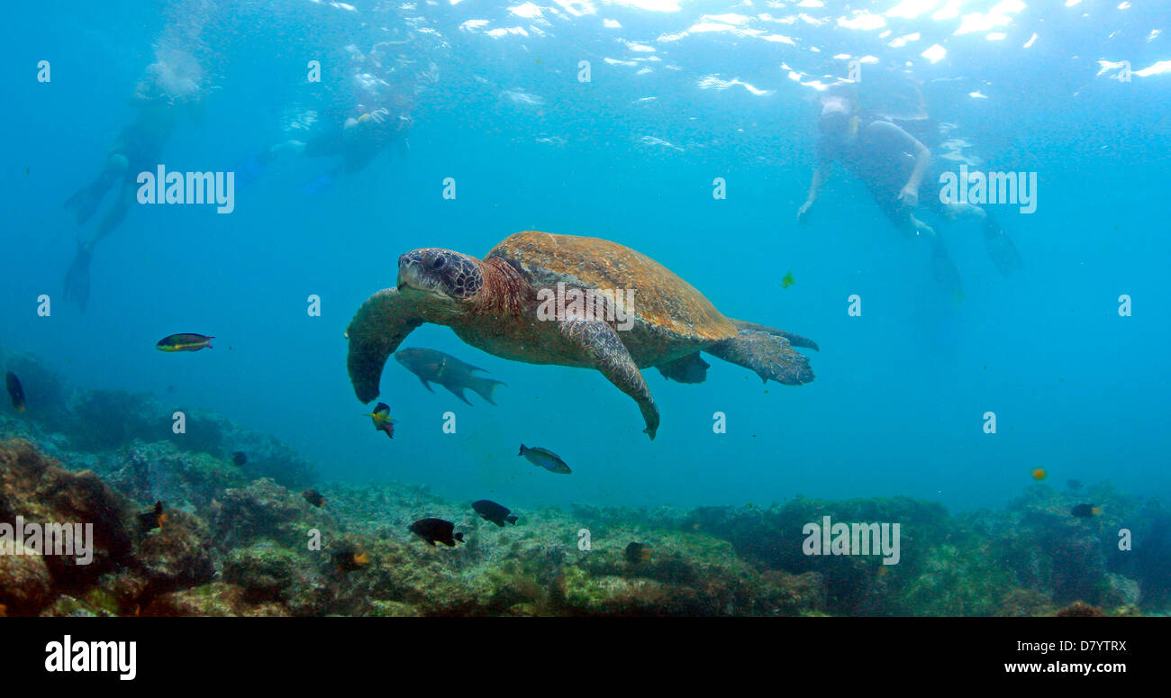 Sea turtle and snorkelers underwater, Galapagos Islands Stock Photo