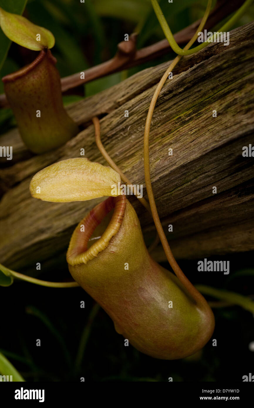 Detail of the pitcher cups of the tropical pitcher plant  nepthenses burkei growing indoors. Stock Photo