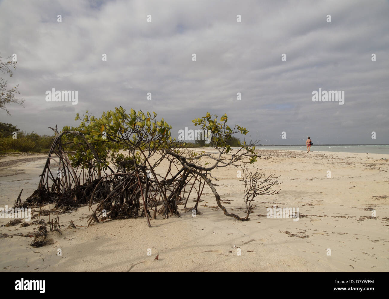 A beach in Cayo Coco, Cuba Stock Photo