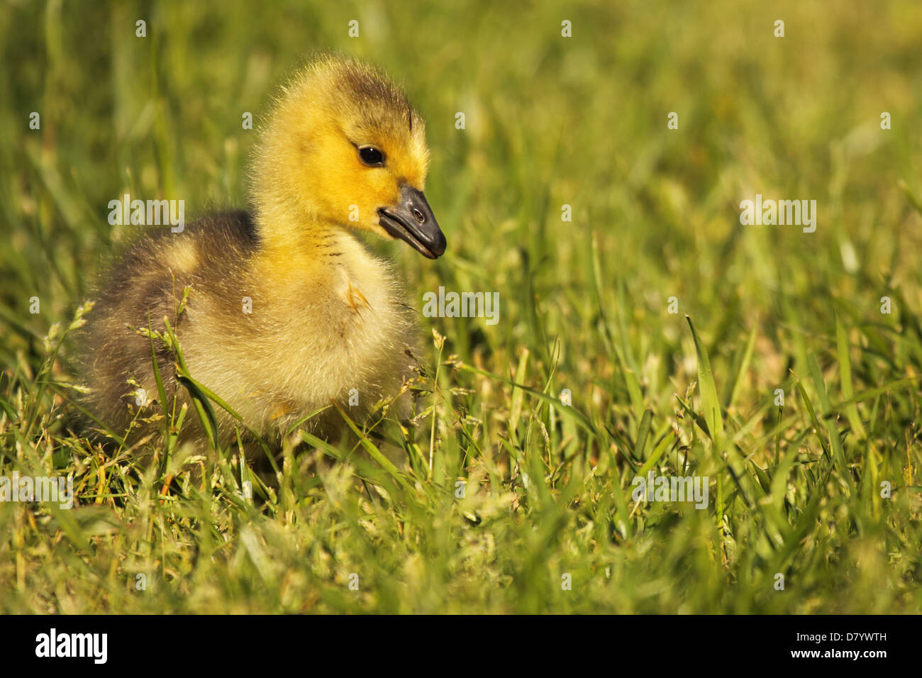 Portrait of a canadian goose hi-res stock photography and images - Alamy