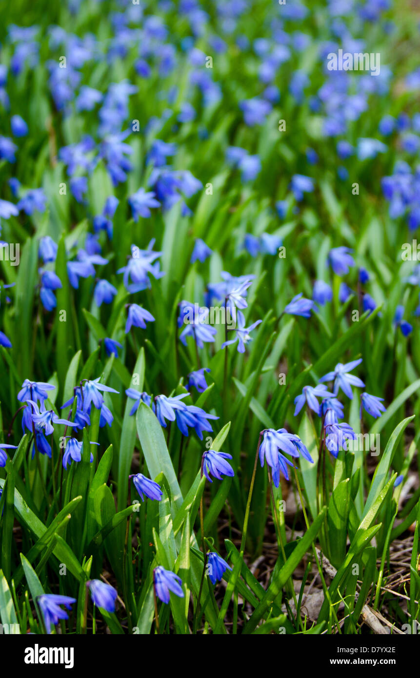Close-up view of blue Scilla siberica flowers. Stock Photo