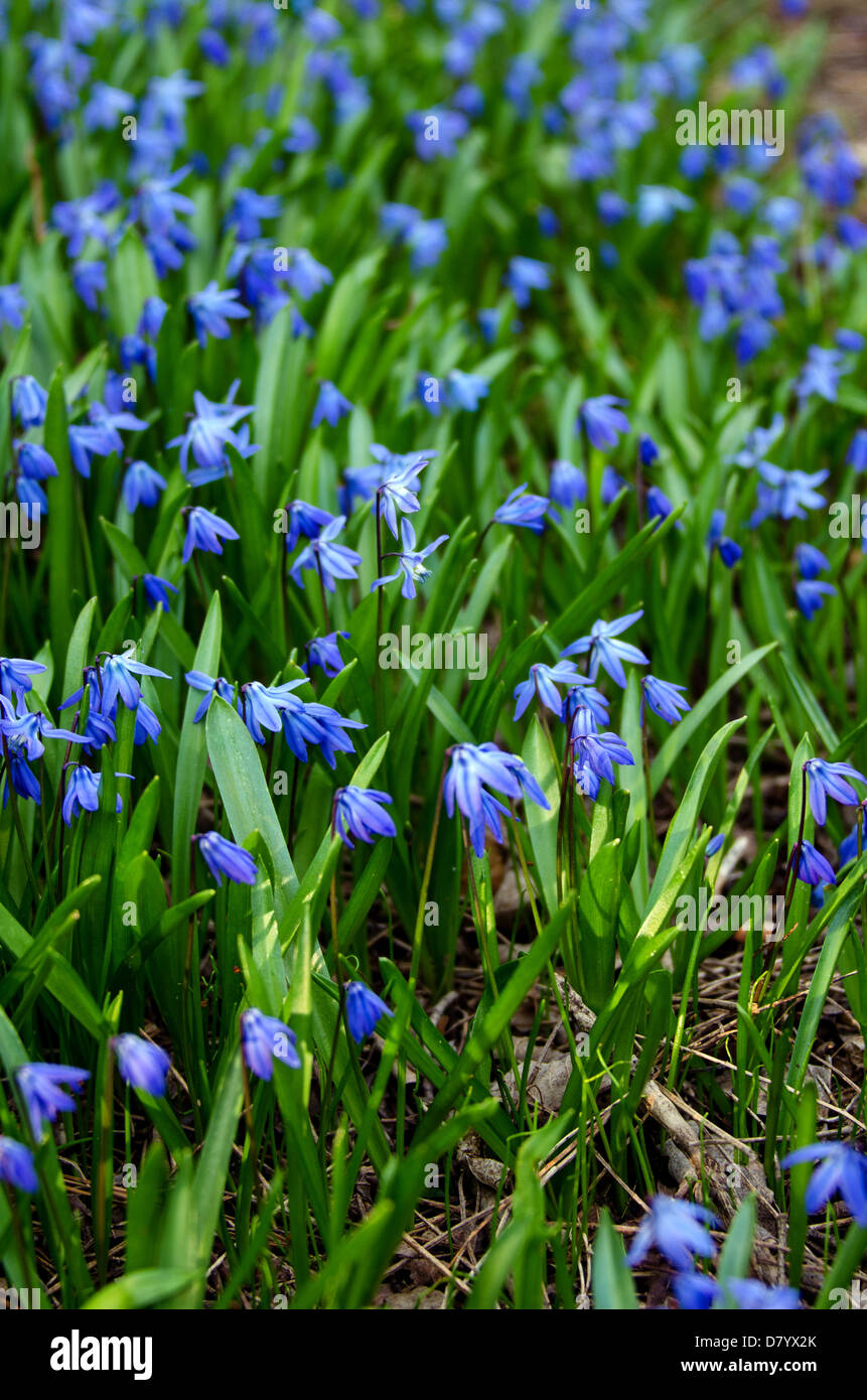 Closeup of a mass of tiny blue Scilla siberica flowers. Stock Photo