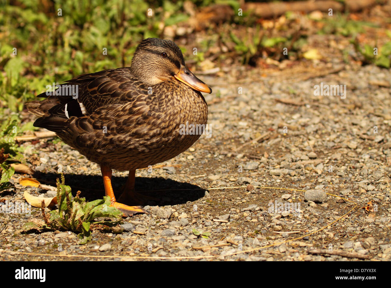 Pacific black duck grey duck hi-res stock photography and images - Alamy