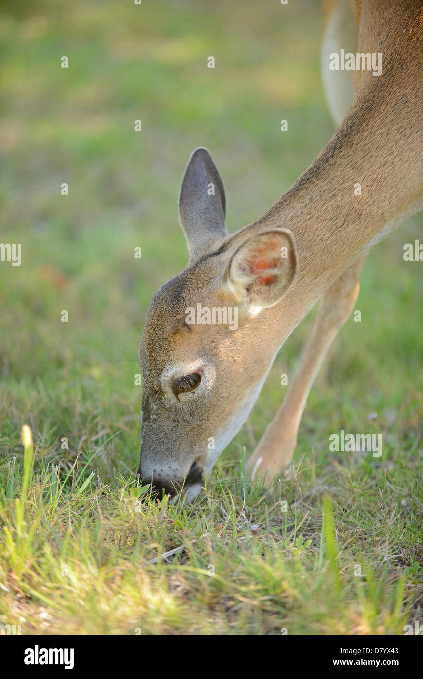 beautiful deer in the wild eating grass Stock Photo - Alamy