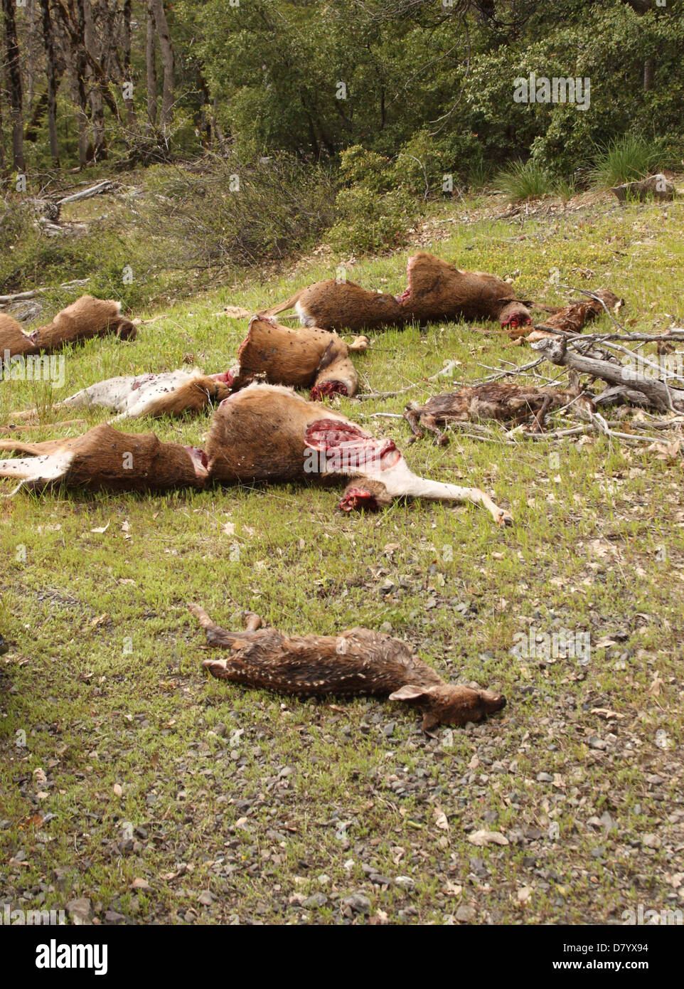 The scenes from deer poaching in California. Stock Photo