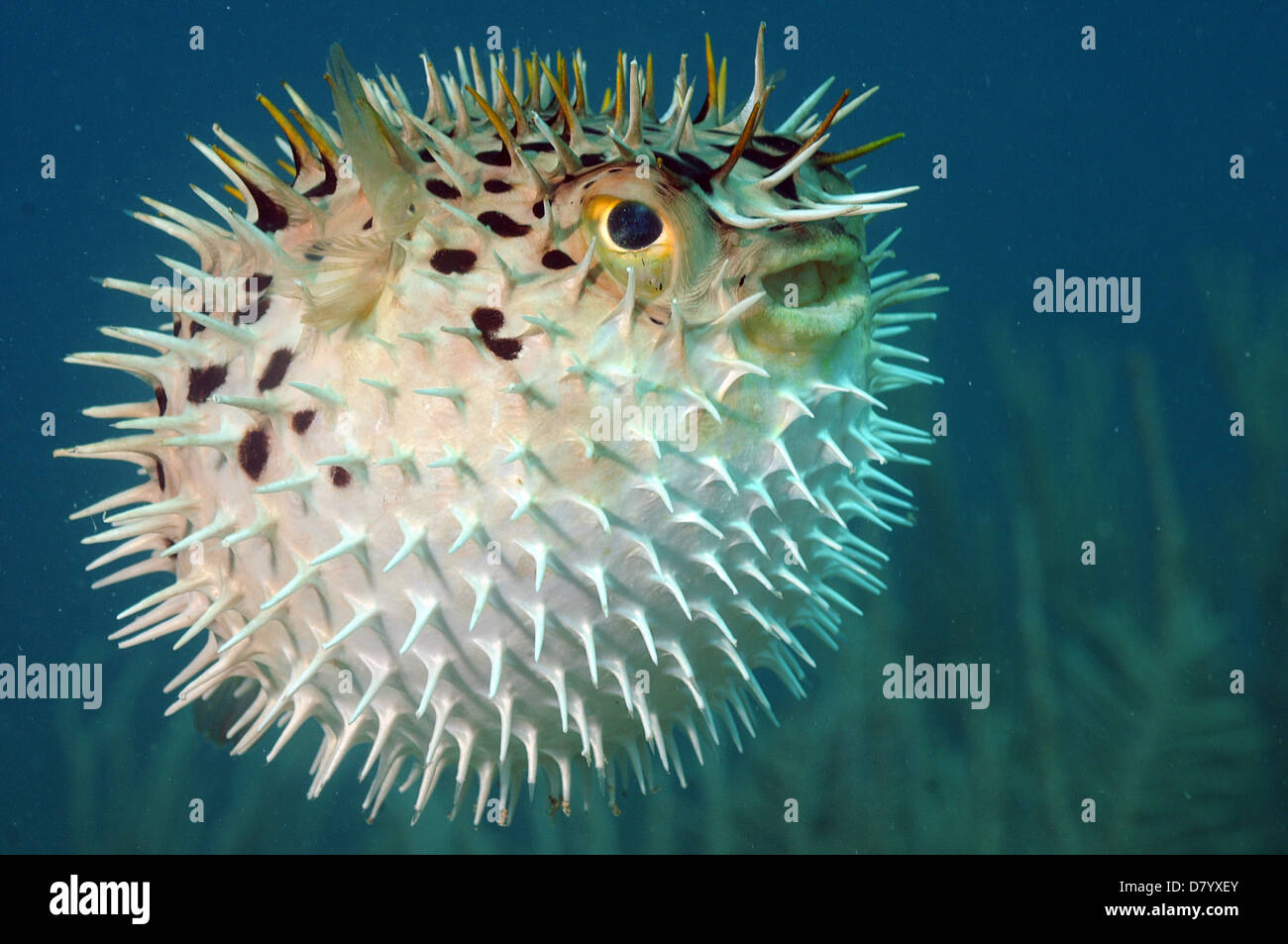Blowfish or diodon holocanthus underwater in ocean in tropical destination Stock Photo